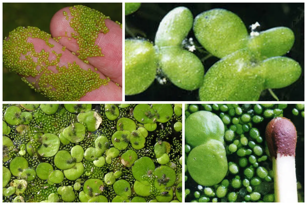 Det ser ut som en alg eller en cyanobakterie, men det är världens minsta blomma och mäter mindre än en millimeter.