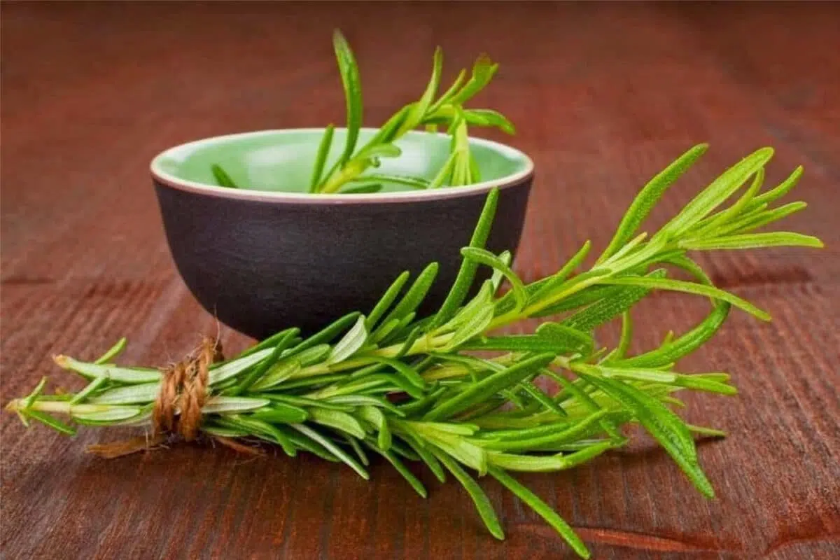Lägg rosmarinkvistar i din städhink: varför det rekommenderas och vad det är bra för.