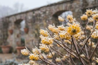 Vintern är också en tid för blommornas doft