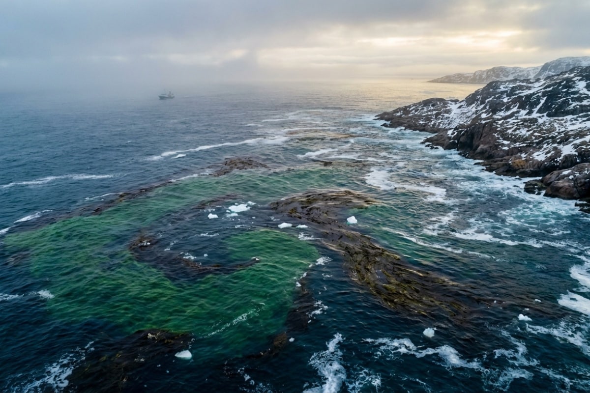 Satelliter upptäcker 8 000 'flytande mattor' av alger vid Grönland – avgörande för havets koldioxidreserv