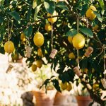 Varför trädgårdsmästare hänger vinkorkar i citronträden