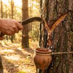 En studie bekräftar att hartsutvinning inte bromsar tallarnas tillväxt på kort sikt