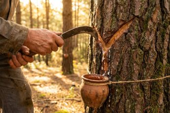 En studie bekräftar att hartsutvinning inte bromsar tallarnas tillväxt på kort sikt