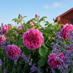 Ideala grannar: Vilka växter du ska odla tillsammans med rosor för att de ska blomma praktfullt hela säsongen