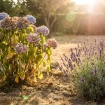 Inga fler hortensior: varför trädgårdsmästare rekommenderar att undvika att plantera dem