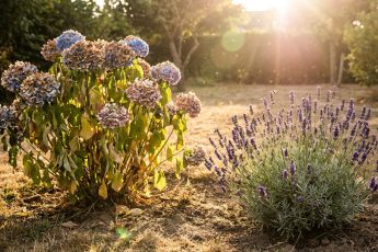 Inga fler hortensior: varför trädgårdsmästare rekommenderar att undvika att plantera dem