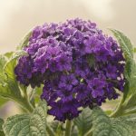 Värt att så redan i februari. Kommer att dofta vanilj och skrämma bort mygg i sommar