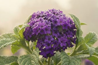 Värt att så redan i februari. Kommer att dofta vanilj och skrämma bort mygg i sommar