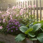 Från och med nu planterar jag bara dessa 5 perenner i min lilla rabatt