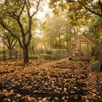 6 föråldrade trädgårdsmetoder du bör överge, enligt proffsen