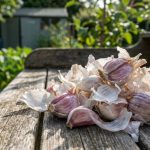 Kasta inte bort dem: Varför det rekommenderas att lägga vitlöksskal i jorden för växter, och vad de är bra för