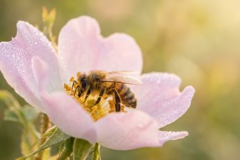 Larm: Ett ämne ansamlas i binas honung och kan hota deras överlevnad