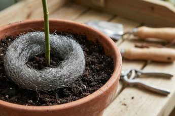 Placera stålull i växternas jord: varför det rekommenderas och vad det är bra för
