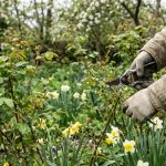 "Vänta inte, kör igång": i trädgårdarna har naturen tagit förskott, här är proffsens tips för att anpassa sig