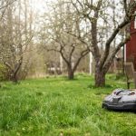 Exakt datum för att börja klippa gräsmattan efter vintern: enligt experterna