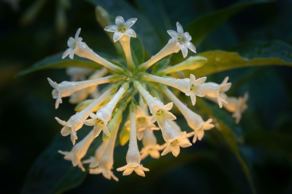 De 6 växterna som doftar på natten och förvandlar ditt hem till ett spektakel i vår – image 1