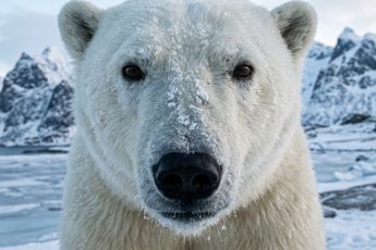 Eufori bland forskare: Isbjörnar blir fetare trots att Arktis smälter – och ingen förstår varför – image 1