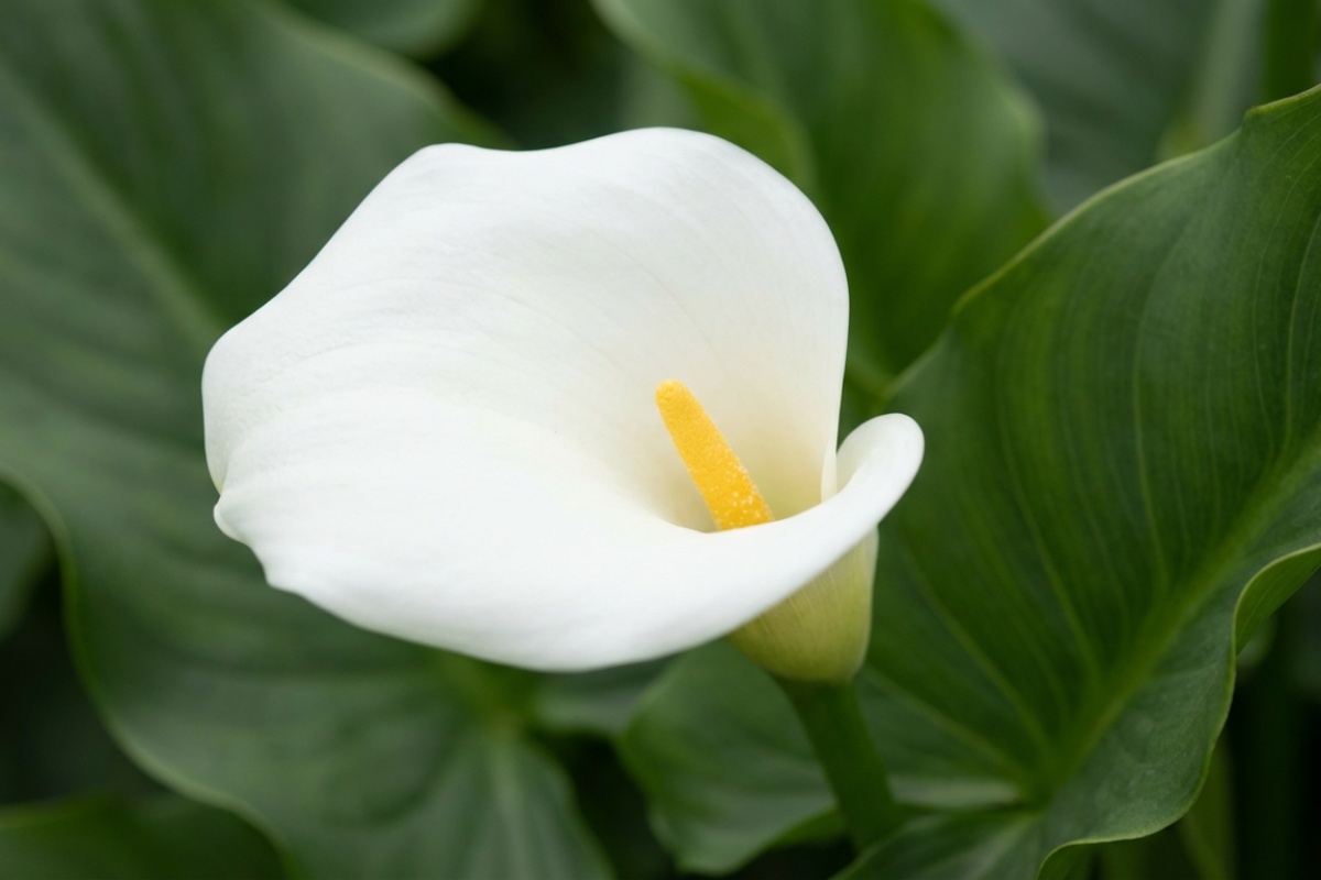 Varken i köket eller i badrummet: den bästa platsen i ditt hem för kalla, enligt kinesisk tradition – image 1