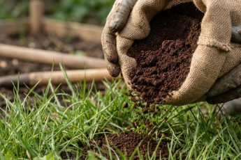 Din gräsmatta blir tätare och grönare tack vare en enda naturlig ingrediens redan nu (och utan kemikalier) – image 1