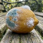 Varför att plantera en möglig citron kan ge dig härliga överraskningar i din trädgård – image 1