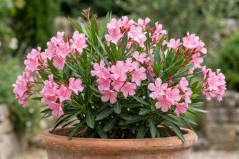 Vackra men dödligt giftiga: vilka växter det är bättre att inte plantera på platsen – image 1