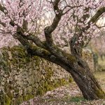 4 träd man förr i tiden undvek att plantera nära huset – image 1