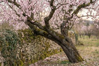4 träd man förr i tiden undvek att plantera nära huset – image 1
