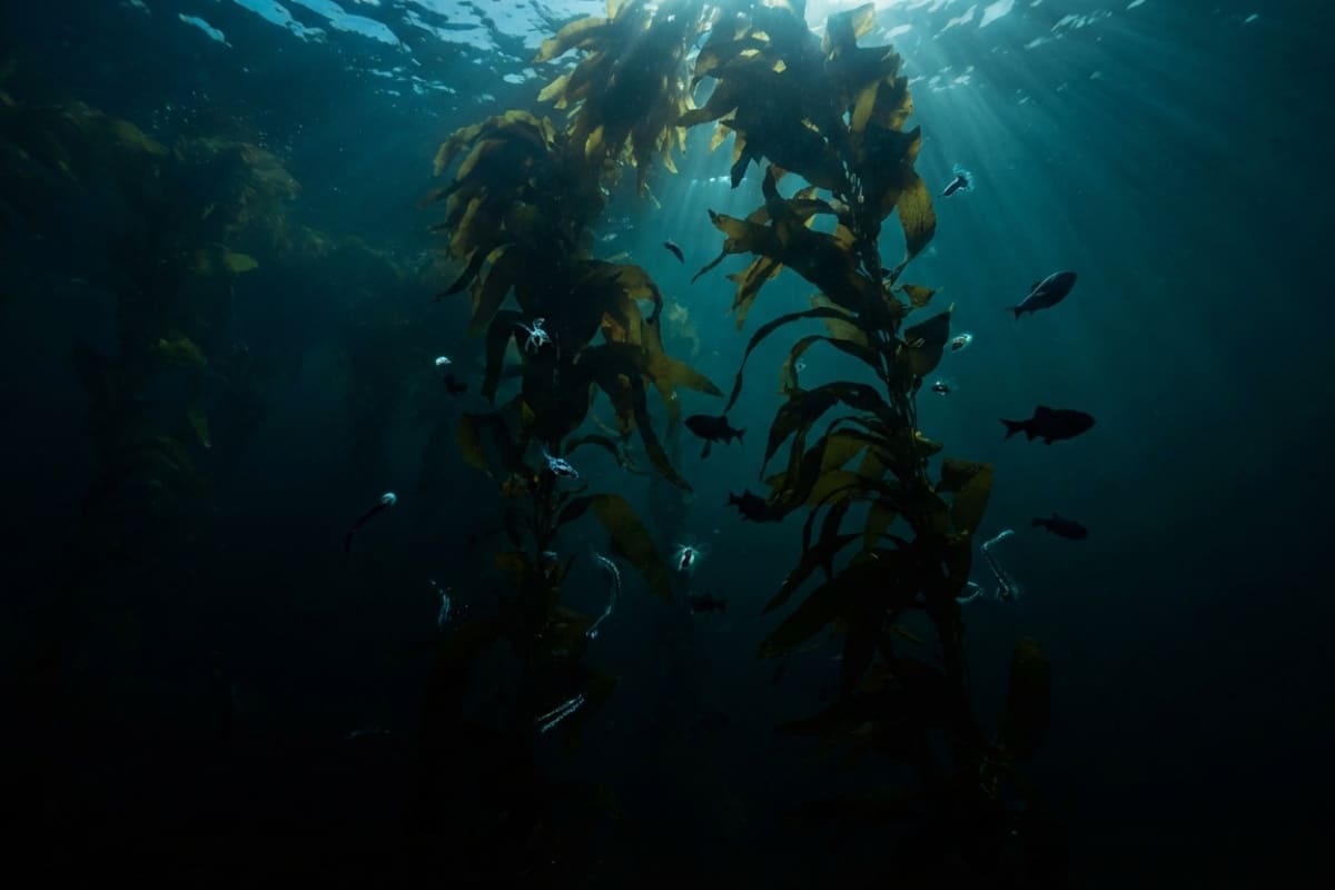 Satelliter upptäcker 8 000 'flytande mattor' av alger vid Grönland – avgörande för havets koldioxidreserv – image 2