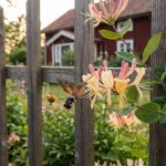 Klätterväxten som lockar till sig pollinerare och fyller trädgården med doft: därför är den ett av de mest populära valen – image 2