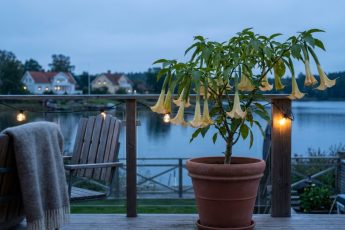 De 6 växterna som doftar på natten och förvandlar ditt hem till ett spektakel i vår – image 3