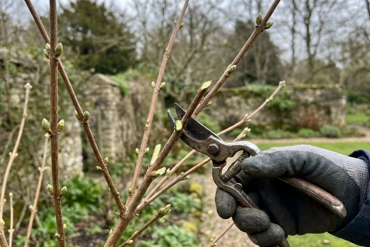 Plantera denna buske i februari och under våren blir den den första magneten för bin och fjärilar – image 3