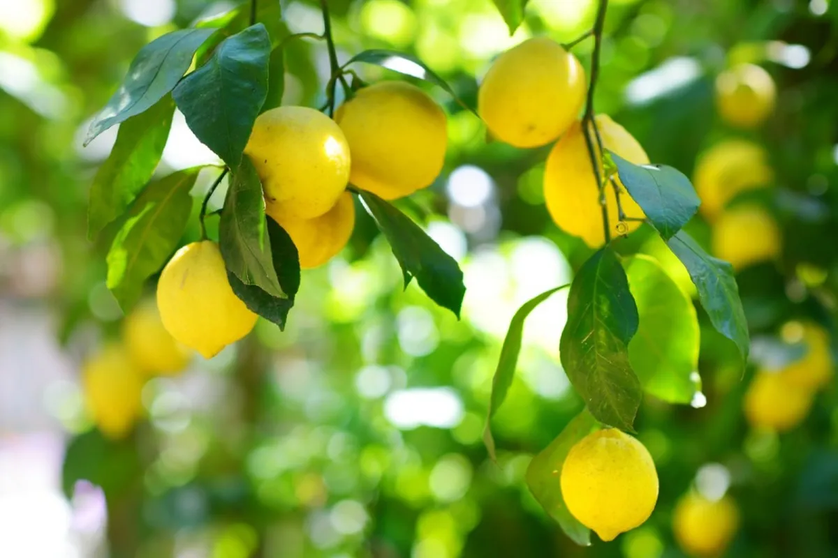 Att slå in 3 spikar i citronträdets stam: vad är det för något och varför rekommenderas det?