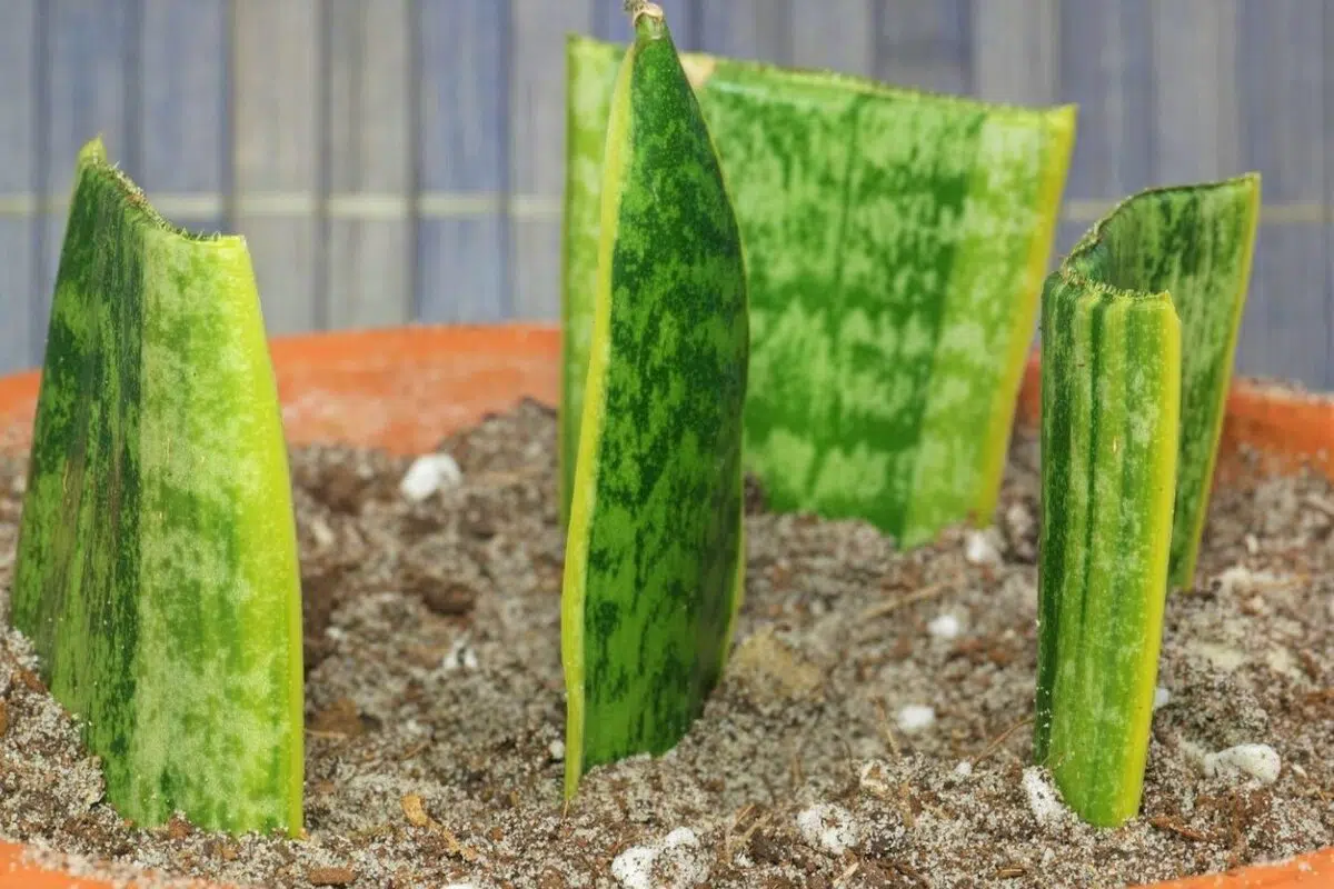 Plantera en del av en sansevieria i krukor med andra växter: varför det rekommenderas.